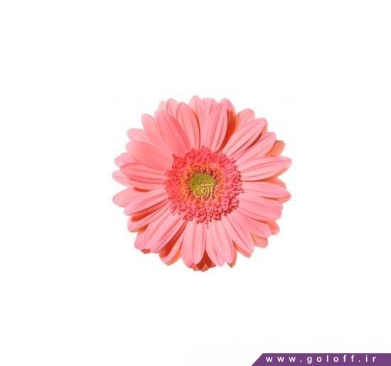 سفارش گل - گل ژربرا آکوآ - Gerbera | گل آف